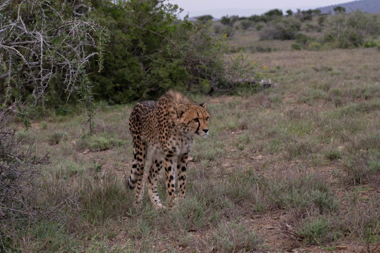 Kuzuko Lodge Addo Exteriér fotografie
