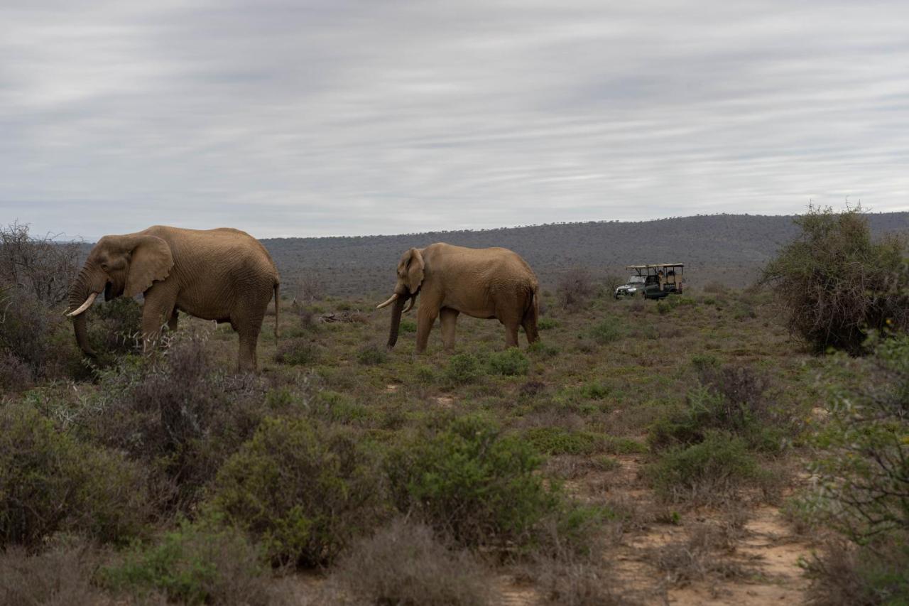 Kuzuko Lodge Addo Exteriér fotografie