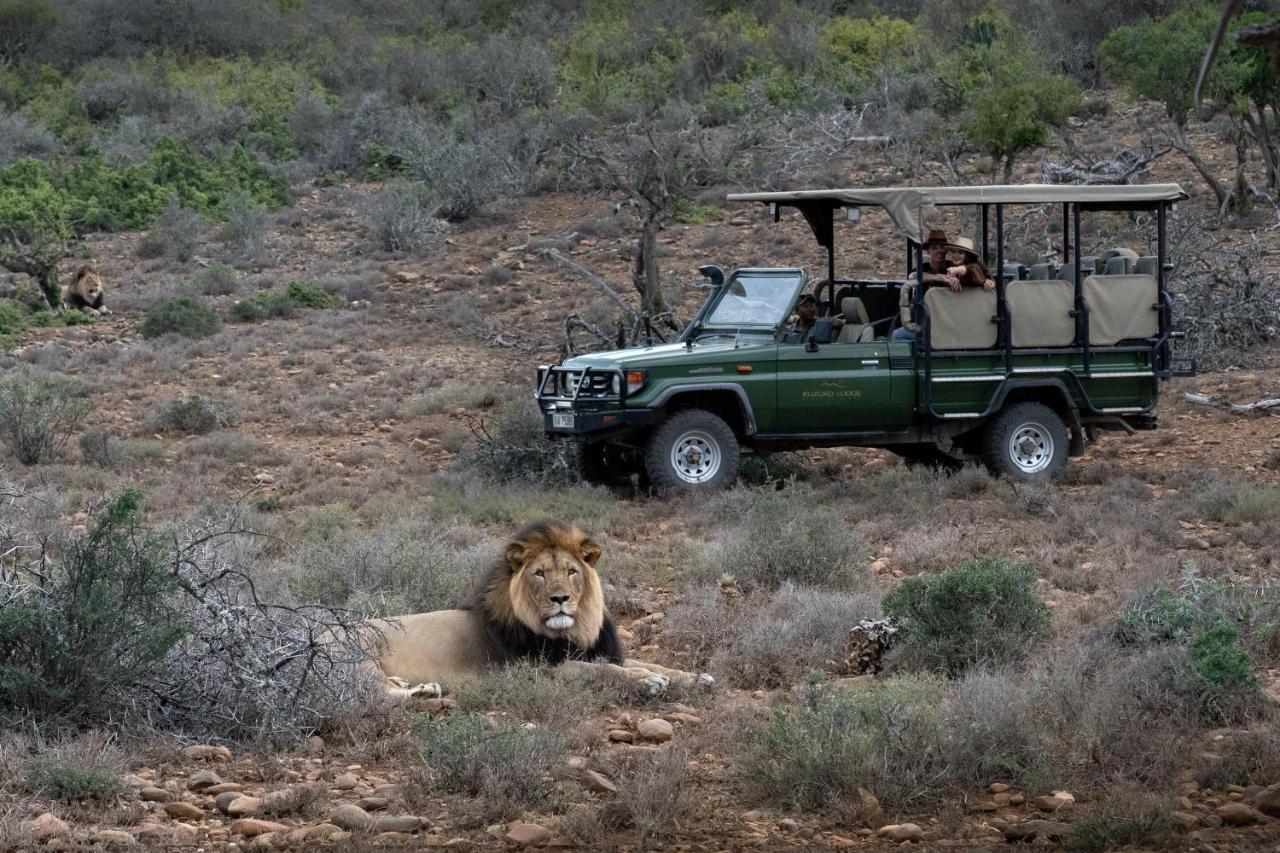 Kuzuko Lodge Addo Exteriér fotografie