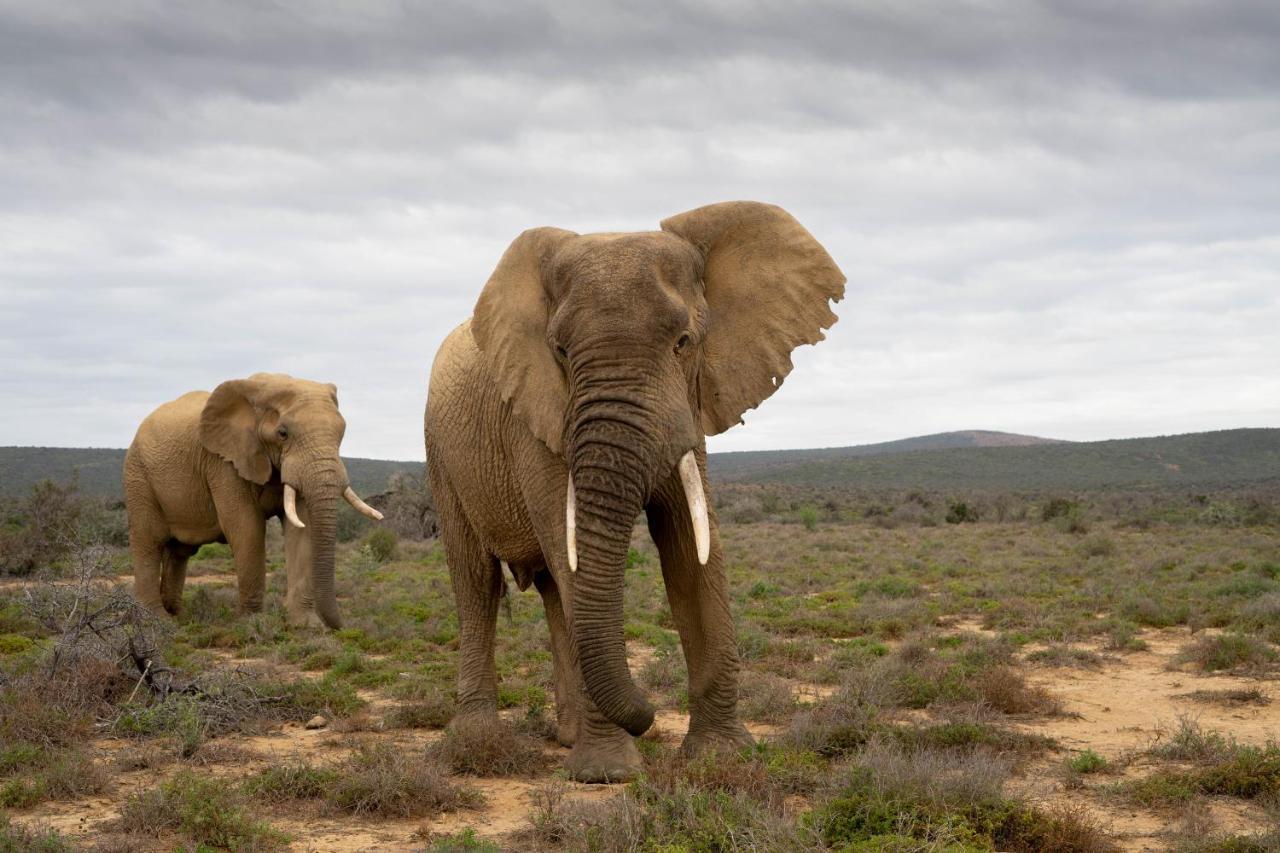 Kuzuko Lodge Addo Exteriér fotografie