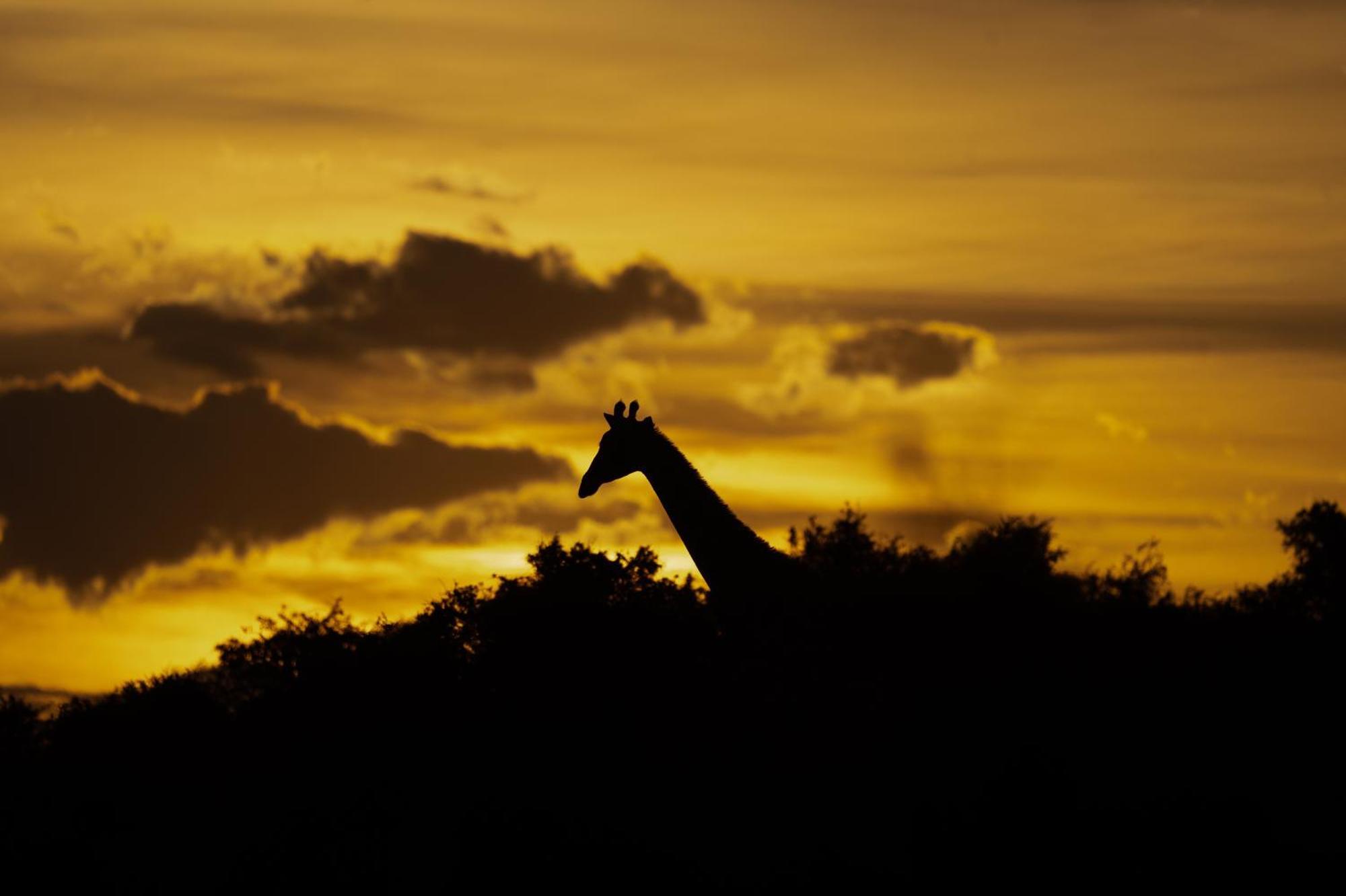 Kuzuko Lodge Addo Exteriér fotografie
