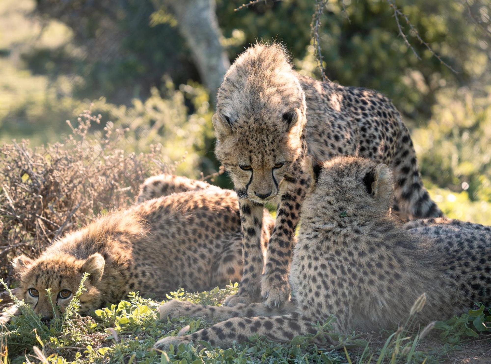Kuzuko Lodge Addo Exteriér fotografie
