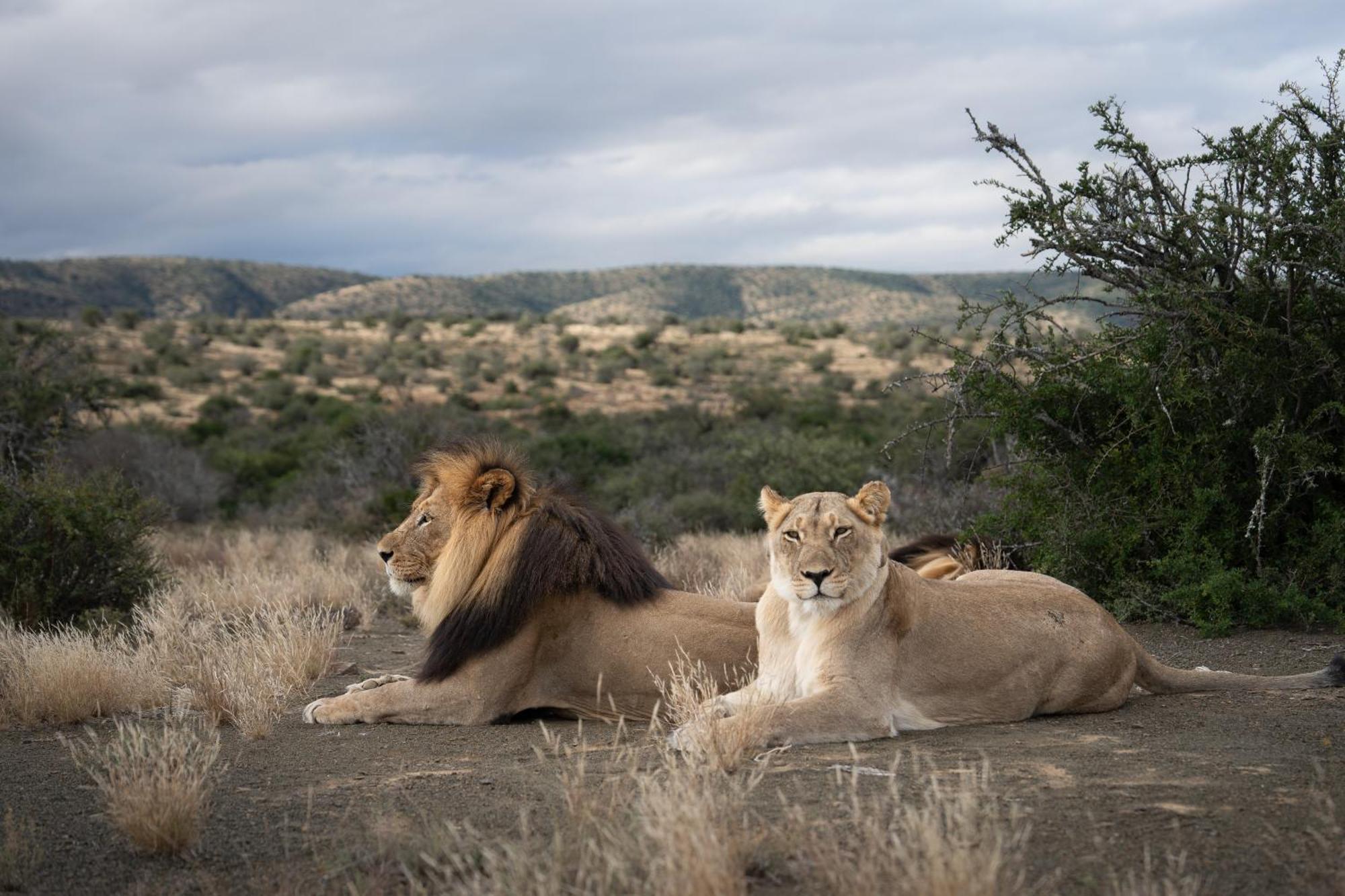 Kuzuko Lodge Addo Exteriér fotografie