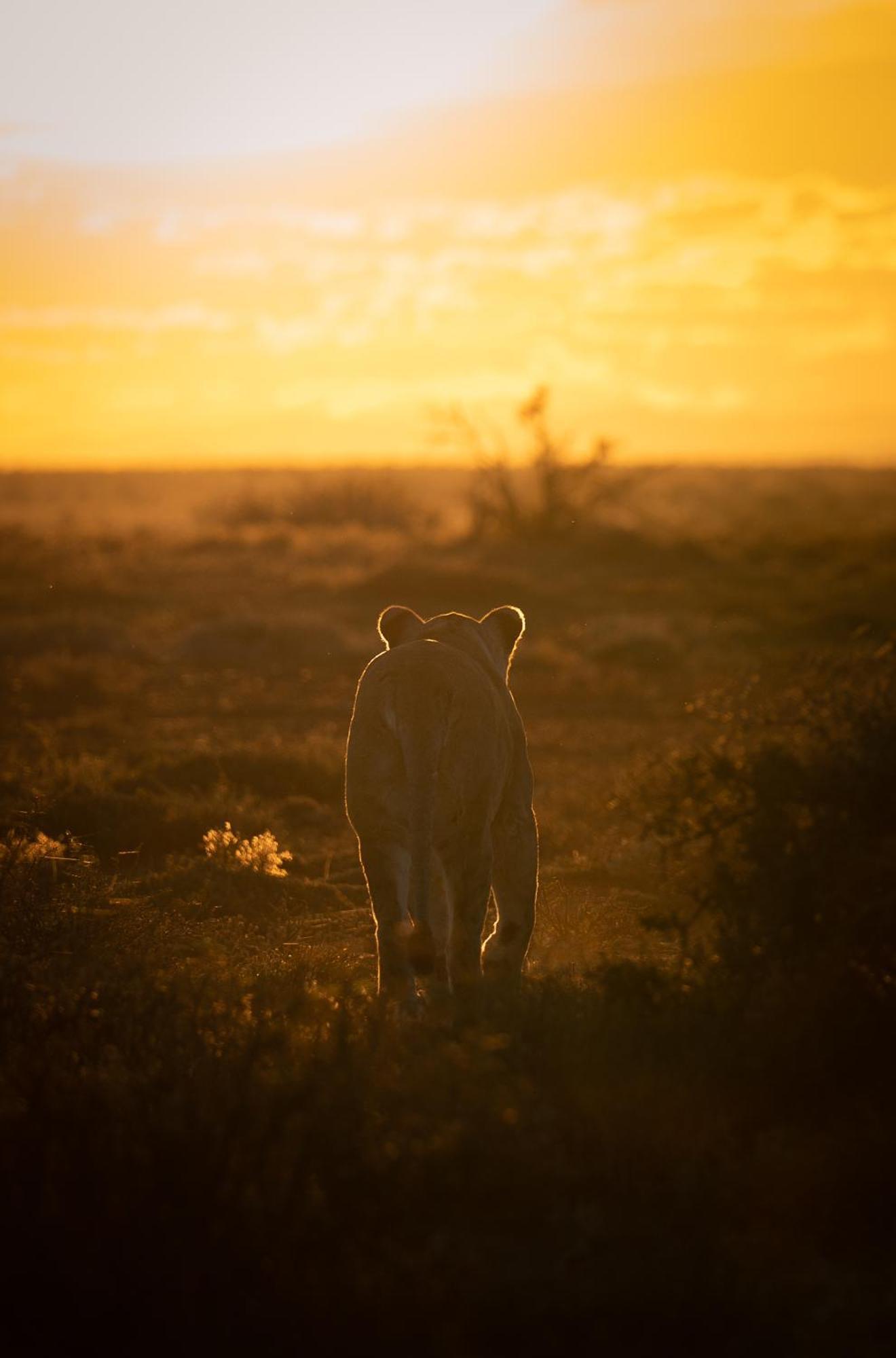 Kuzuko Lodge Addo Exteriér fotografie