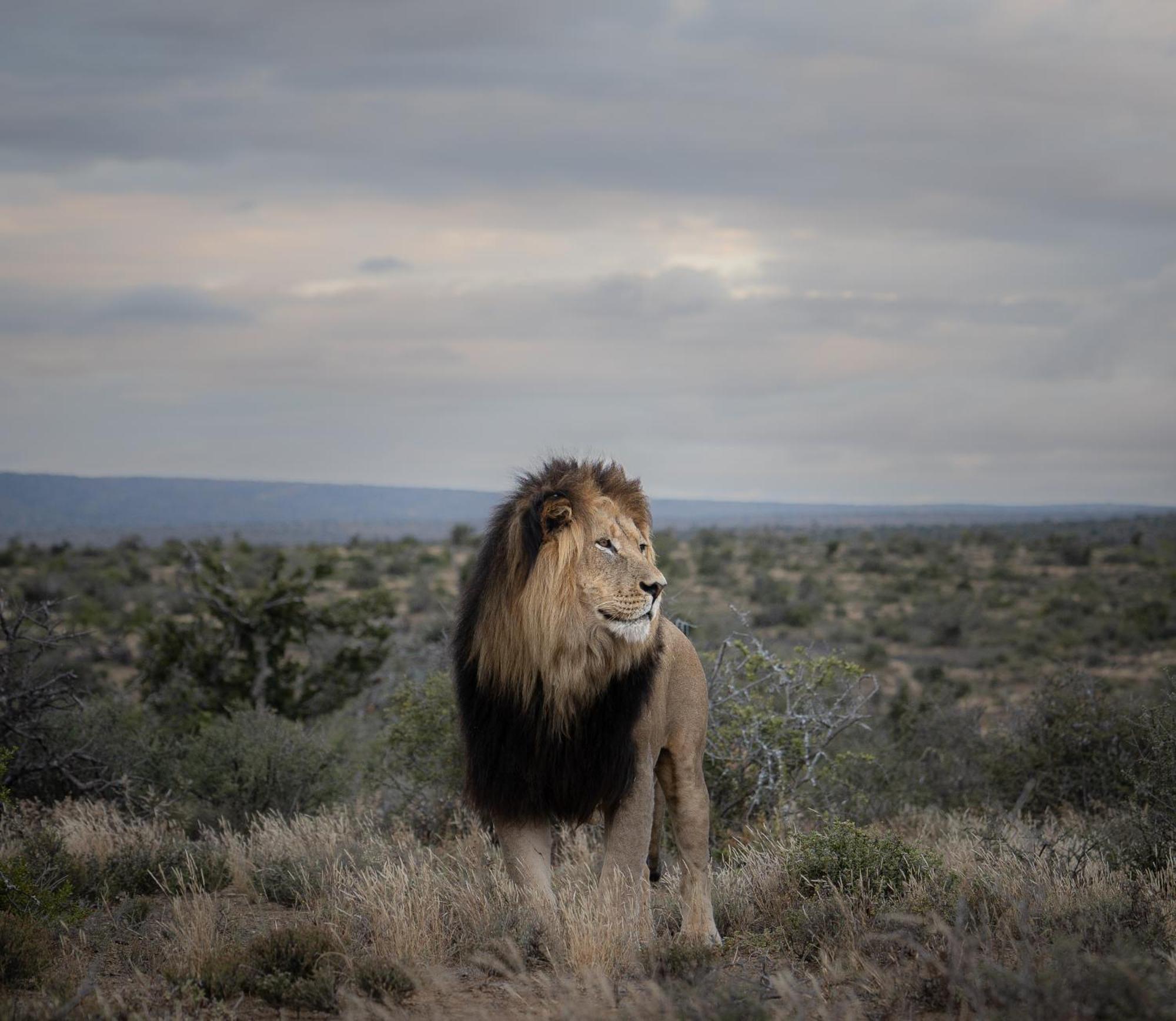 Kuzuko Lodge Addo Exteriér fotografie